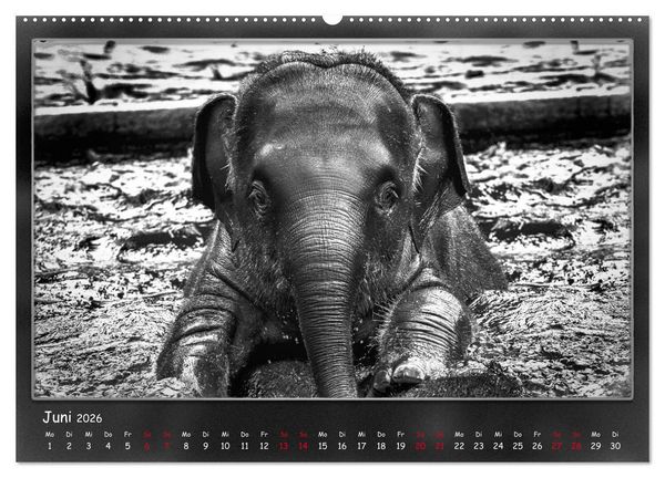 Produktbild: Tieren ins Gesicht geschaut (hochwertiger Premium Wandkalender 2026 DIN A2 quer), Kunstdruck in Hochglanz