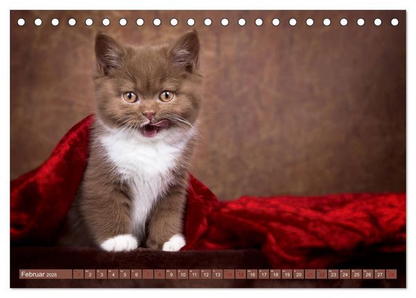 Produktbild: Kittens - Britisch Kurzhaar Katzenkinder (Tischkalender 2026 DIN A5 quer), CALVENDO Monatskalender