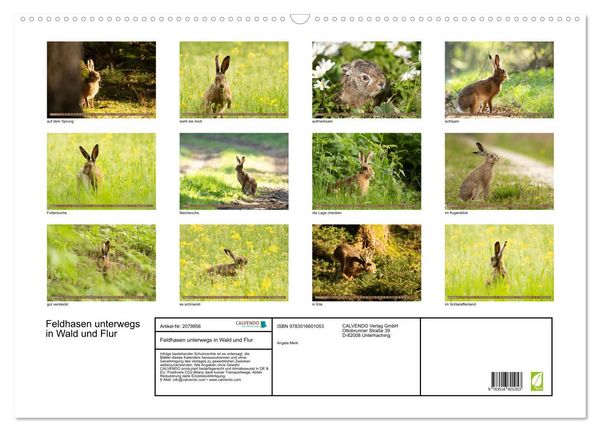 Produktbild: Feldhasen unterwegs in Wald und Flur (Wandkalender 2026 DIN A2 quer), CALVENDO Monatskalender
