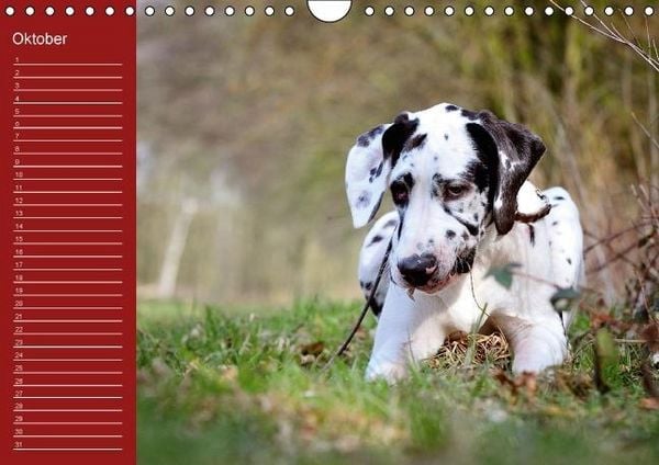 Produktbild: Deutsche Doggen / Geburtstagskalender (Wandkalender immerw&auml;hrend DIN A4 quer)