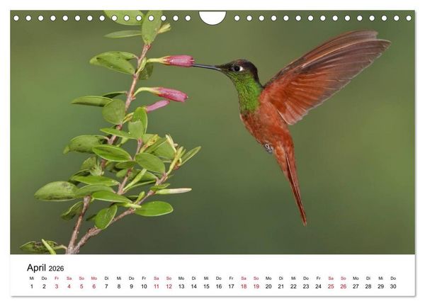 Produktbild: Kolibris - Juwelen der L&uuml;fte (Wandkalender 2026 DIN A4 quer), CALVENDO Monatskalender