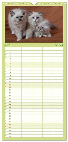 Produktbild: Familienplaner 2027 - Ragdoll Kitten mit 5 Spalten (Wandkalender, 21 x 45 cm) CALVENDO