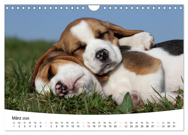 Produktbild: Welpen - Puppies (Wandkalender 2026 DIN A4 quer), CALVENDO Monatskalender