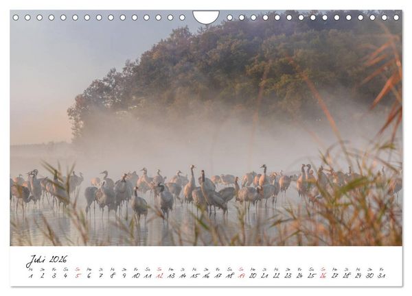 Produktbild: Kraniche am Schlafplatz - im Naturparadies der Mecklenburgischen Seenplatte (Wandkalender 2026 DIN A4 quer), CALVENDO Monatskalender