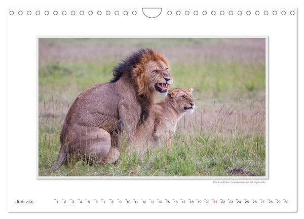 Produktbild: Emotionale Momente: Tierischer Sex. (Wandkalender 2026 DIN A4 quer), CALVENDO Monatskalender