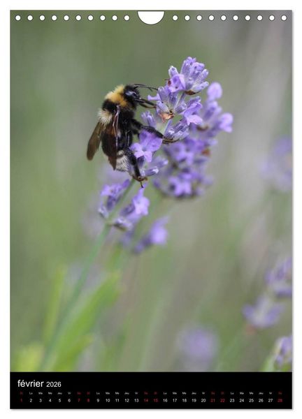 Produktbild: Les abeilles et bourdons de Provence (Calendrier mural 2026 DIN A4 horizontal), CALVENDO calendrier mensuel