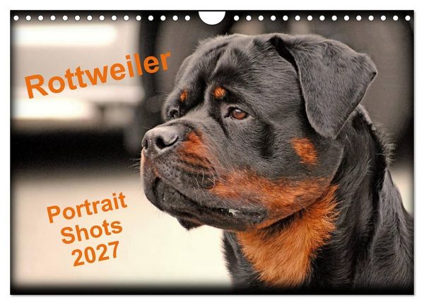Produktbild: Rottweiler Portait Shots 2027 (Wall Calendar 2027 DIN A4 landscape), CALVENDO 12 Month Wall Calendar