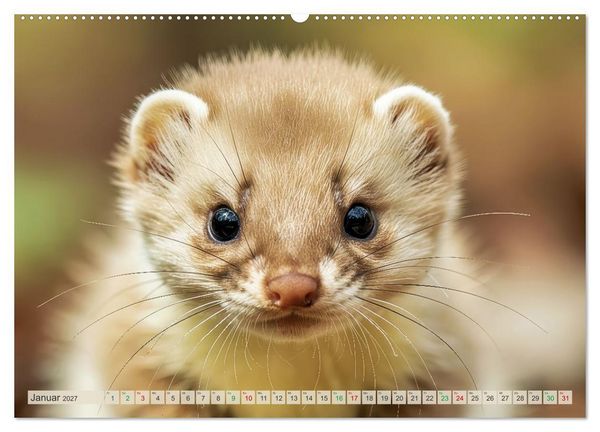 Produktbild: Babys der Wildnis (Wandkalender 2027 DIN A2 quer), CALVENDO Monatskalender