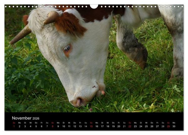 Produktbild: Die Welt der K&uuml;he (Wandkalender 2026 DIN A3 quer), CALVENDO Monatskalender