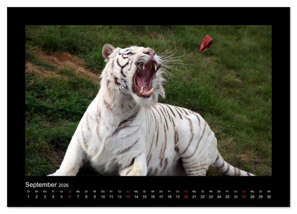 Produktbild: Welt der Katzen - Tiger (Wandkalender 2026 DIN A4 quer), CALVENDO Monatskalender