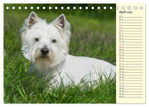 Produktbild: Kobold auf 4 Pfoten - West Highland White Terrier (Tischkalender 2026 DIN A5 quer), CALVENDO Monatskalender