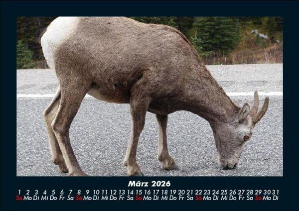 Produktbild: Tierkalender 2026 Fotokalender DIN A5