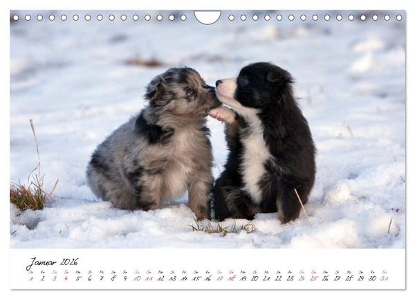 Produktbild: Aussie Welpen 2026 (Wandkalender 2026 DIN A4 quer), CALVENDO Monatskalender