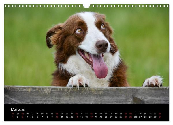 Produktbild: Border Collies (Wandkalender 2026 DIN A3 quer), CALVENDO Monatskalender