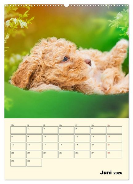 Produktbild: Jahresplaner Lagotto Romagnolo Welpen (Wandkalender 2026 DIN A2 hoch), CALVENDO Monatskalender
