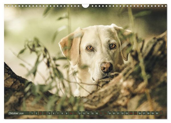 Produktbild: Labrador Trio - 3 Farben, 3 Freunde (Wandkalender 2026 DIN A3 quer), CALVENDO Monatskalender