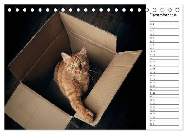 Produktbild: Karton Katzen (Tischkalender 2026 DIN A5 quer), CALVENDO Monatskalender