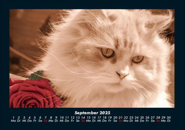 Produktbild: F&uuml;r Katzenfreunde 2025 Fotokalender DIN A4