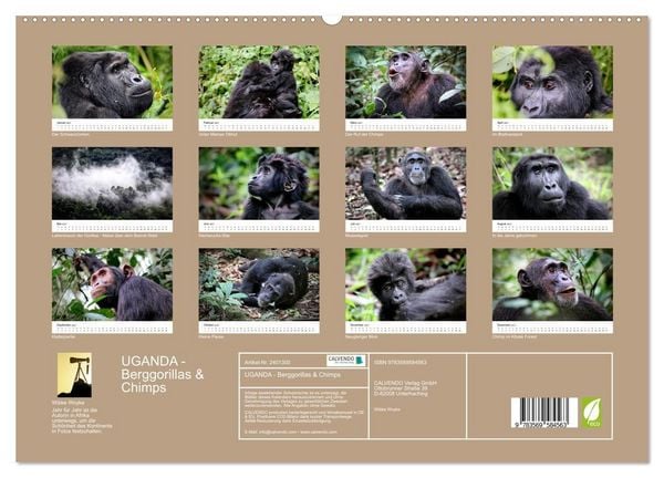 Produktbild: UGANDA - Berggorillas & Chimps (hochwertiger Premium Wandkalender 2027 DIN A2 quer), Kunstdruck in Hochglanz