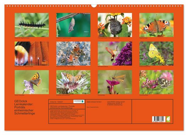 Produktbild: GEOclick Lernkalender: Portr&auml;ts einheimischer Schmetterlinge (Wandkalender 2026 DIN A2 quer), CALVENDO Monatskalender