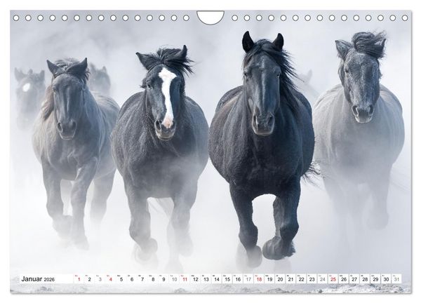 Produktbild: Pferde in freier Natur (Wandkalender 2026 DIN A4 quer), CALVENDO Monatskalender