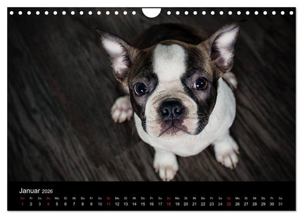 Produktbild: Colored Boston Terrier 2026 (Wandkalender 2026 DIN A4 quer), CALVENDO Monatskalender