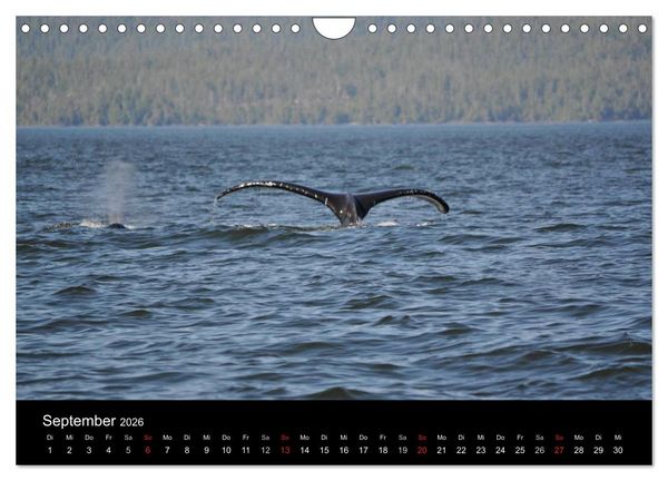 Produktbild: Vancouver und Vancouver Island 2026 (Wandkalender 2026 DIN A4 quer), CALVENDO Monatskalender