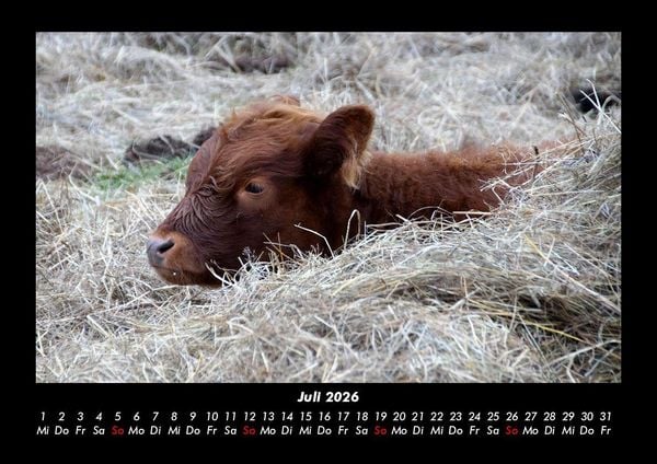 Produktbild: Kuhkalender 2026 Fotokalender DIN A3