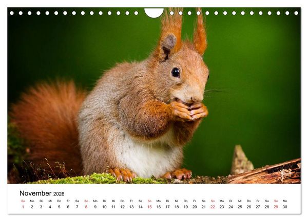 Produktbild: Unsere heimische Tierwelt (Wandkalender 2026 DIN A4 quer), CALVENDO Monatskalender