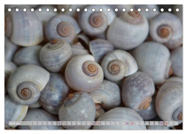 Produktbild: H&auml;user der Meere: Muscheln - Seeigel - Schnecken (Tischkalender 2026 DIN A5 quer), CALVENDO Monatskalender