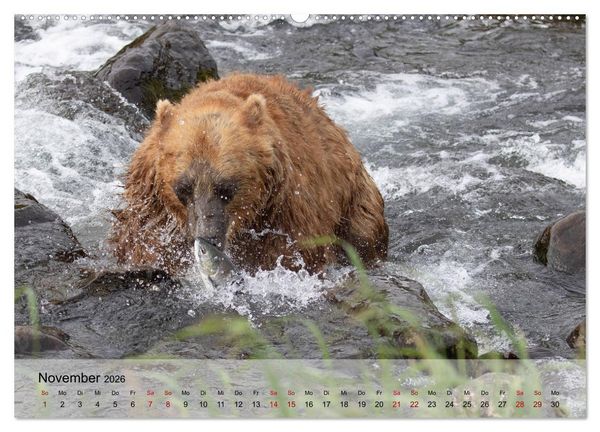 Produktbild: Aug in Aug mit den Braunb&auml;ren in Kamtschatka (Wandkalender 2026 DIN A2 quer), CALVENDO Monatskalender