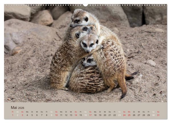 Produktbild: Quirlige Erdm&auml;nnchen (hochwertiger Premium Wandkalender 2026 DIN A2 quer), Kunstdruck in Hochglanz