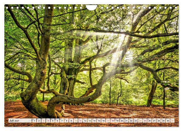 Produktbild: Naturpark Reinhardswald - Wo die Sababurg auf die Weser trifft (Wandkalender 2027 DIN A4 quer), CALVENDO Monatskalender
