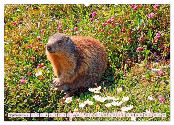 Produktbild: Wir sind die Stars auf der Alm (hochwertiger Premium Wandkalender 2026 DIN A2 quer), Kunstdruck in Hochglanz