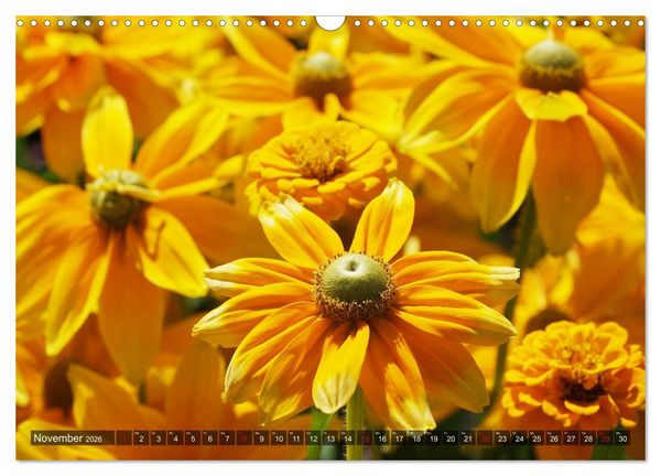 Produktbild: Sonnenhut im Garten (Wandkalender 2026 DIN A3 quer), CALVENDO Monatskalender