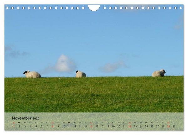Produktbild: Schafe z&auml;hlen leicht gemacht! (Wandkalender 2026 DIN A4 quer), CALVENDO Monatskalender