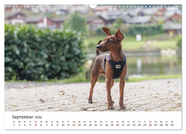 Produktbild: Zwergpinscher Sally&lsquo;s erstes Jahr (Wandkalender 2026 DIN A3 quer), CALVENDO Monatskalender