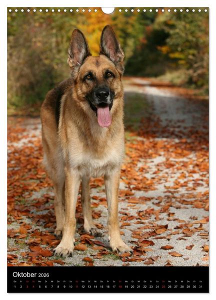 Produktbild: Deutscher Sch&auml;ferhund (Wandkalender 2026 DIN A3 hoch), CALVENDO Monatskalender