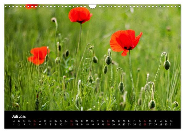 Produktbild: Bl&uuml;tenzauber 2026 (Wandkalender 2026 DIN A3 quer), CALVENDO Monatskalender