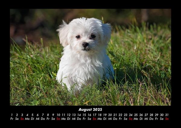 Produktbild: Welpen 2025 Fotokalender DIN A3