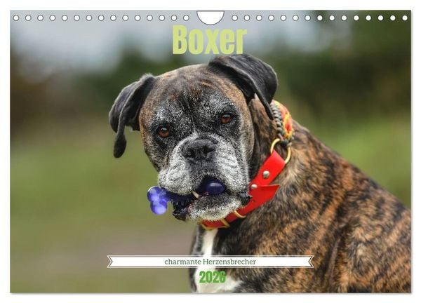 Boxer - charmante Herzensbrecher (Wandkalender 2026 DIN A4 quer), CALVENDO Monatskalender