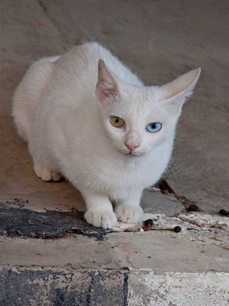 Produktbild: CALVENDO Puzzle Katze der Rasse T&uuml;rkisch Angora | 1000 Teile Lege-Gr&ouml;&szlig;e 64x48cm Foto-Puzzle f&uuml;r gl&uuml;ckliche Stunden