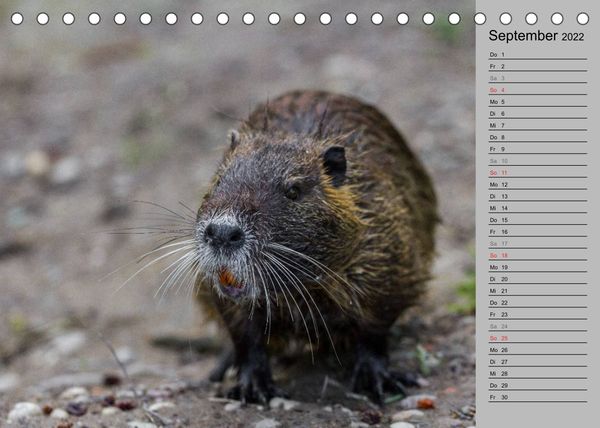 Produktbild: Nutrias (Myocastor coypus) (Tischkalender 2022 DIN A5 quer)