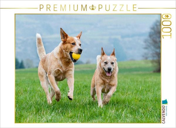 CALVENDO Puzzle Ein Motiv aus dem Kalender Power auf 4 Pfoten. Australian Cattle Dog | 1000 Teile Lege-Größe 64x48cm Foto-Puzzle für glückliche