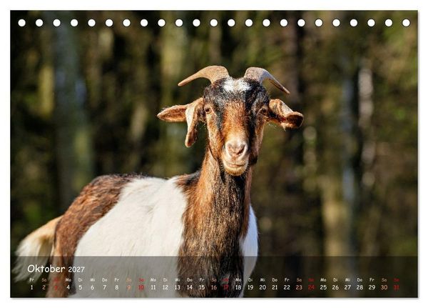 Produktbild: Albziegen (Tischkalender 2027 DIN A5 quer), CALVENDO Monatskalender