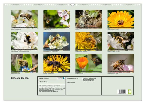 Produktbild: Sehe die Bienen (Wandkalender 2026 DIN A2 quer), CALVENDO Monatskalender