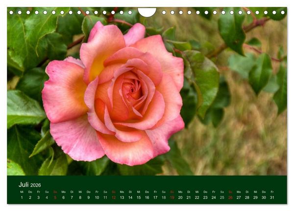Produktbild: Blumen und Bl&uuml;ten (Wandkalender 2026 DIN A4 quer), CALVENDO Monatskalender