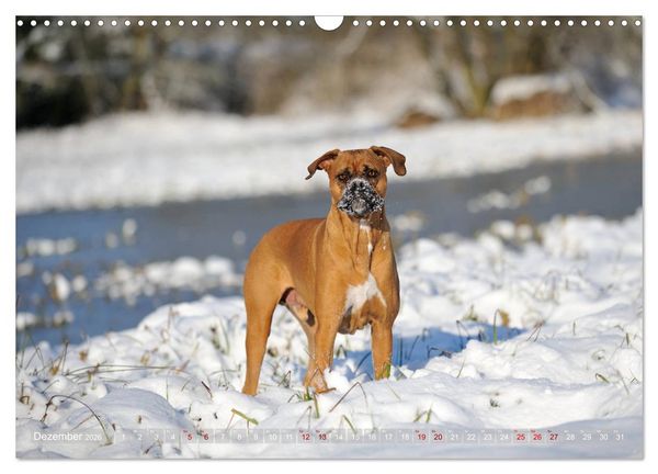 Produktbild: Gut - besser - Boxer (Wandkalender 2026 DIN A3 quer), CALVENDO Monatskalender