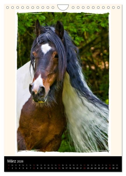 Produktbild: Gypsy's (Wandkalender 2026 DIN A4 hoch), CALVENDO Monatskalender