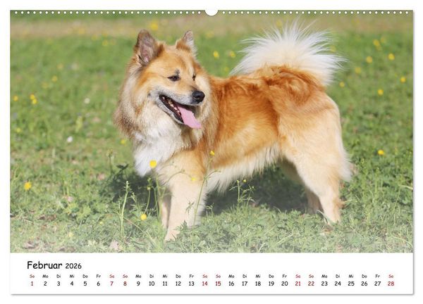 Produktbild: Islandhunde (Wandkalender 2026 DIN A2 quer), CALVENDO Monatskalender
